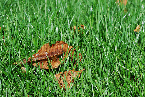 Feuille sec sur l'herbe fraîche - Photo