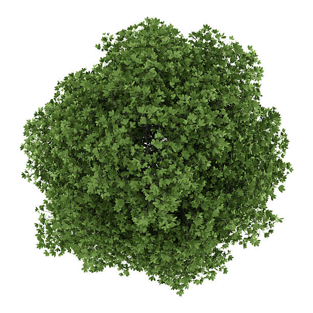 istock top view of horse chestnut tree isolated on white background 484045034