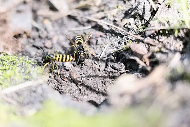 Yellowjacket wasps just outside their underground nest in the woods.  One has a chunk of dirt that it is removing from the nest.