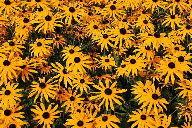 istock black-eyed-susan - yellow daisy flowers background 484047608