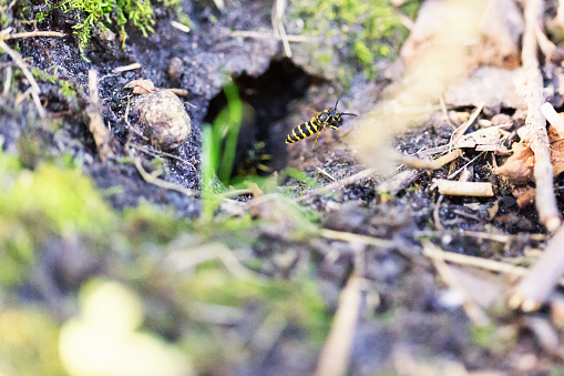 Yellowjacket wasp flying out of it's underground nest in the woods.  It is carrying a chunk of dirt in it's mouth.