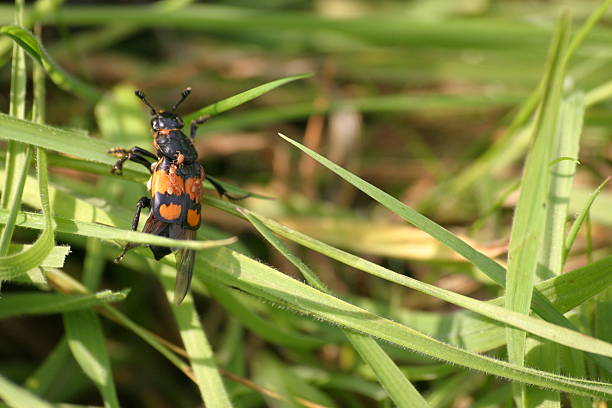 Churchyard beetle stock photo