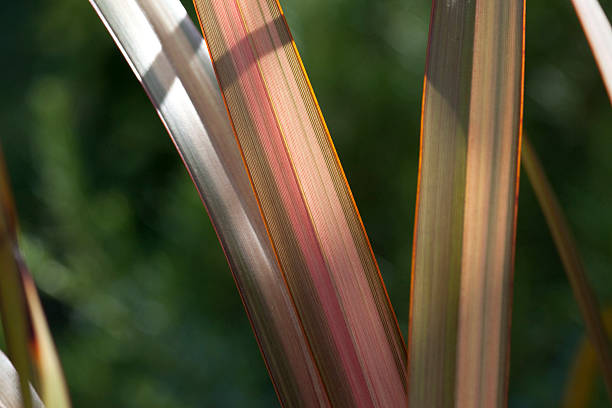 istock Close Up of Yucca Leaf 484048540
