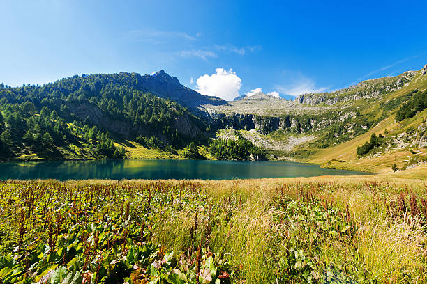 istock Lake Campo - Adamello Trento Italy 484048776