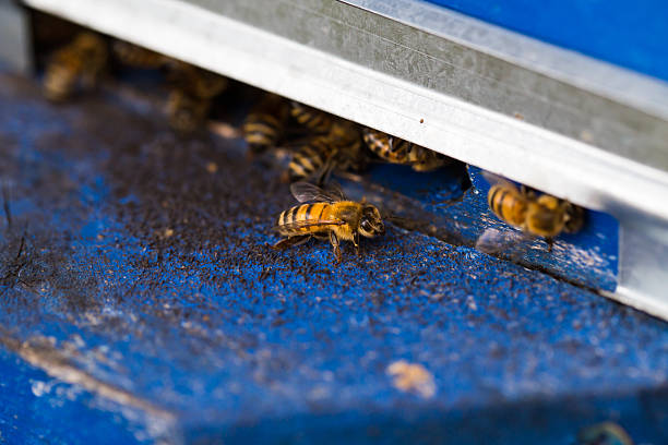 istock Honey bees swarming and flying around their beehive 484049784