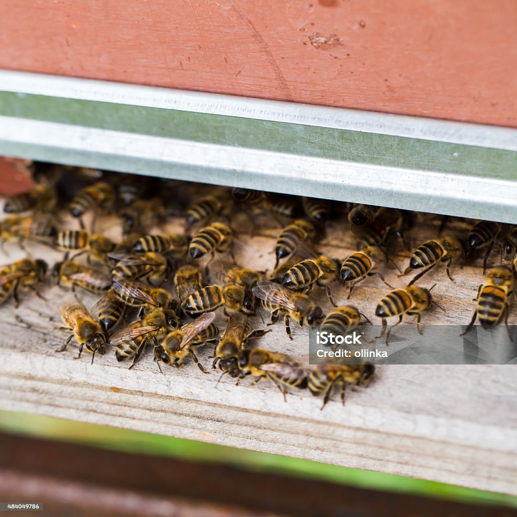 Honey bees swarming and flying around their beehive 2015 Stock Photo