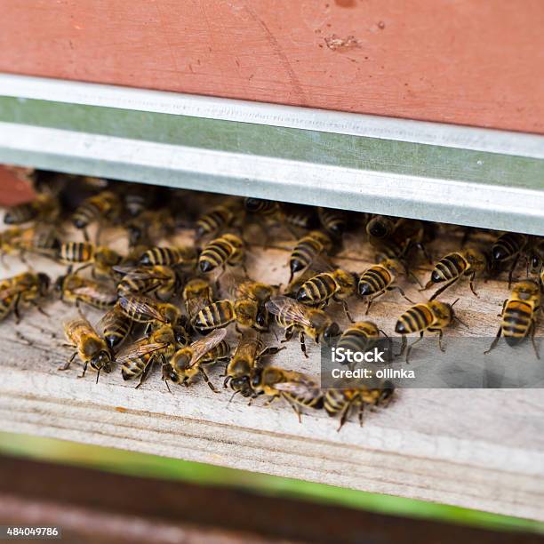 Honey Bees Swarming And Flying Around Their Beehive Stock Photo - Download Image Now