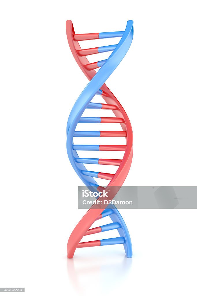 DNA Structure DNA Structure isolated on white DNA Stock Photo