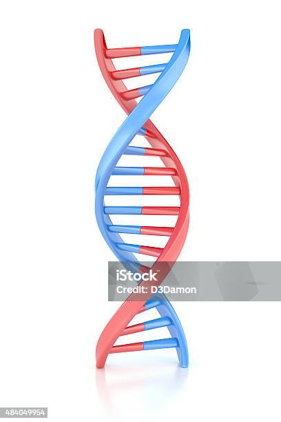 Dna Structure Stock Photo - Download Image Now - DNA, Helix, Helix Model