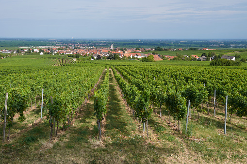 View over a green vineyard to Maikammer in Rhineland-Palatinate.