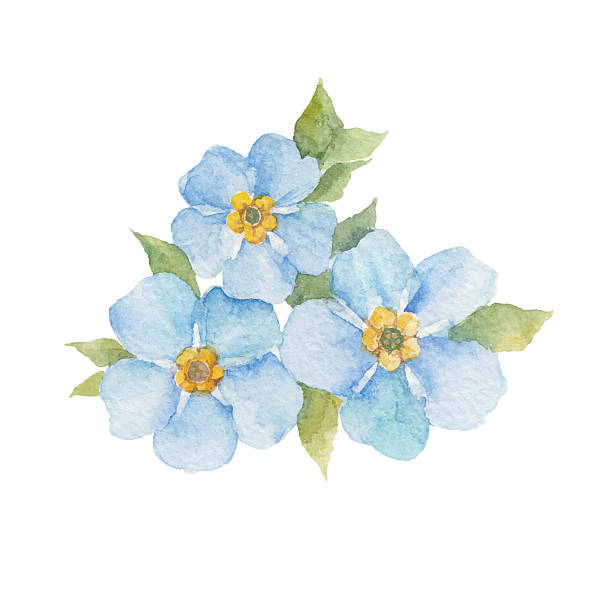 Forget-me-not flowers isolated on white background. Watercolor illustration of forget-me-not flowers, design element.  Vector, watercolor hand drawn  illustration. forget me not stock illustrations