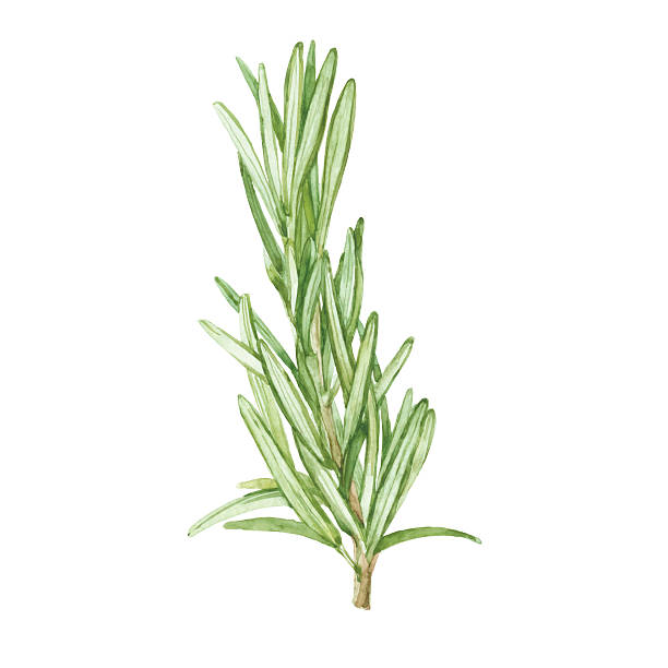 rosemary 격리됨에 흰색 배경. 벡터, 일러스트를 워터컬러 수작업. - rosemary herb freshness twig stock illustrations