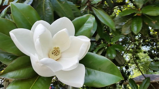 Close up of one delicate white pink magnolia flower in full bloom on a branch in a garden in a sunny spring day, beautiful outdoor floral background