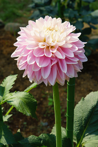 dahlia