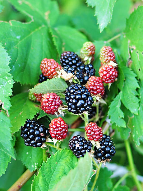 istock Blackberries on a ripe, red and black. 484054022