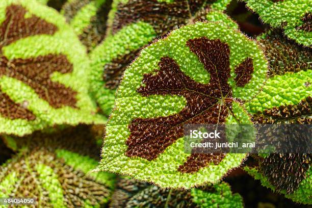 Iron Cross Stock Photo - Download Image Now - Begonia, 2015, Admiration