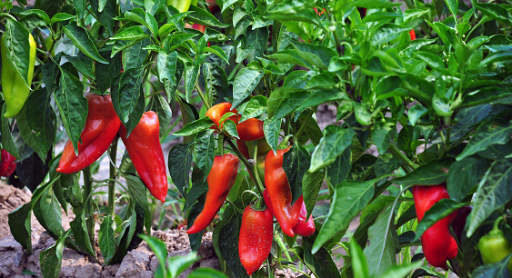 organic garden with red pepper.