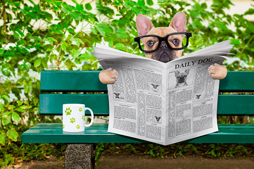 french bulldog dog reading a newspaper or magazine sitting on a bench at the park, relaxing and having a cup of tea or coffee