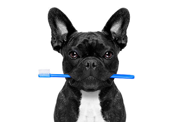 dental toothbrush dog