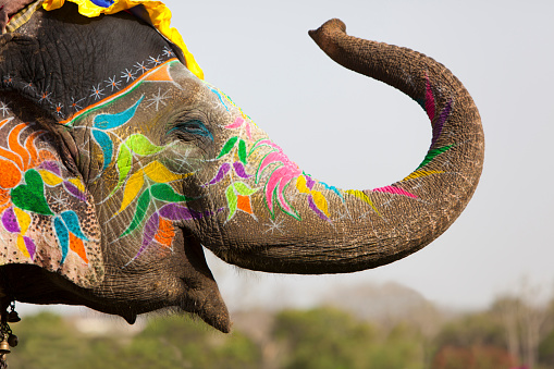 Decorated elephant at the annual elephant festival in Jaipur, Rajasthan in India.