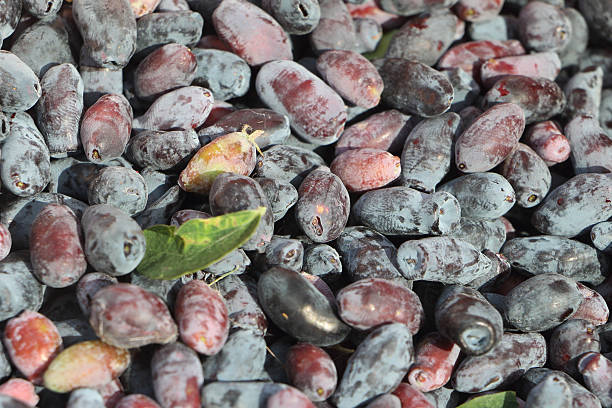 istock Crop of the ripened berries  a honeysuckle 484057690