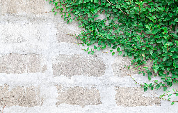 istock Green Creeper Plant on white wall 484057988