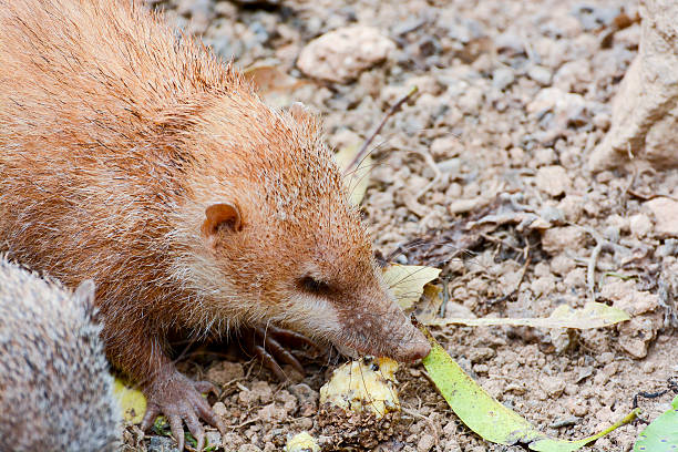 istock Lesser Hedgehog Tenrec , Echinops telfairi, it is endemic 484058378