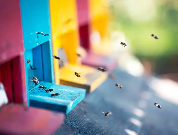 Multi-colored beehives with flying bees.
