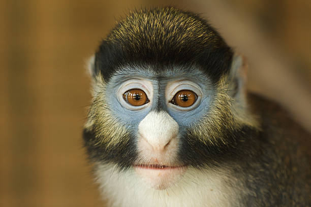 Red tail monkey, or Schmidt's guenon Cercopithecus ascanius. Red-tailed monkey, black-cheeked white-nosed monkey, red-tailed guenon, eating