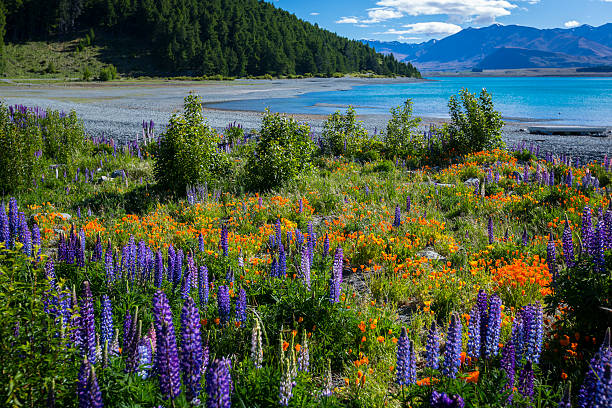 istock Flowers at Lake Tekapo 484062350