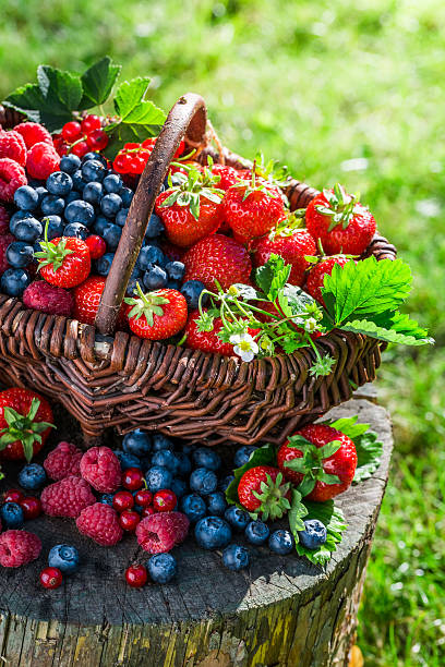 istock Ripe berries in sunny day 484062636