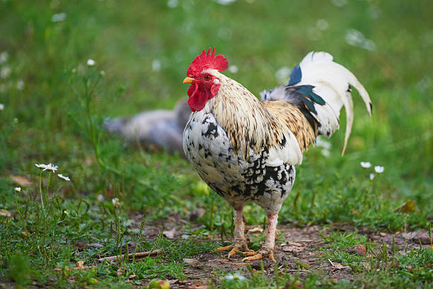 istock rooster or chicken on traditional free range poultry farm 484063638