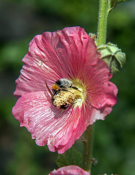 istock Bumblebee pollinating a pink hollyhock flower 484063798