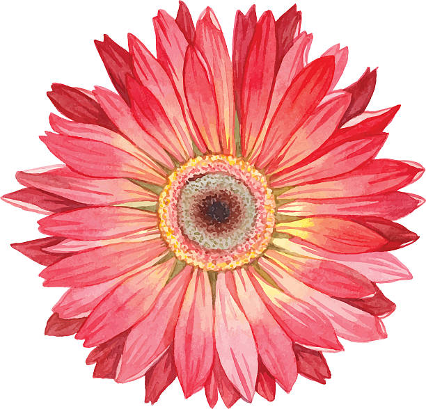 illustrazioni stock, clip art, cartoni animati e icone di tendenza di gerbera ad acquerello. - single flower chrysanthemum design plant