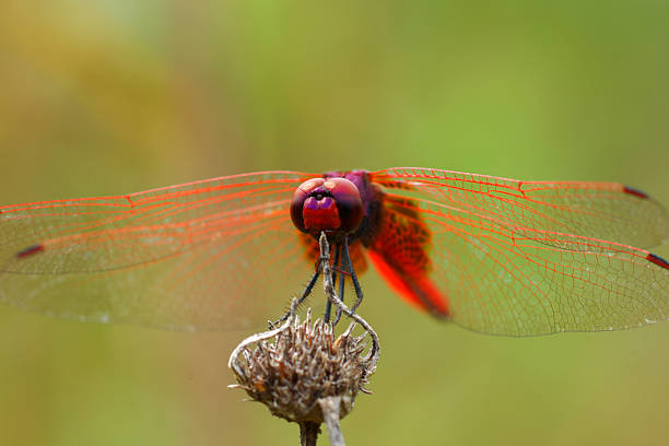 istock Dragonfly in the Botanical Gardens. 484064329