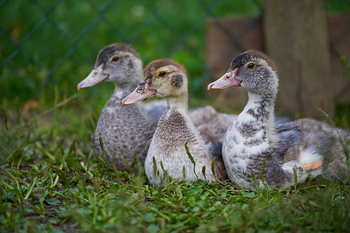 date 2023  - 06-24   Mallard close up  from sweden nature