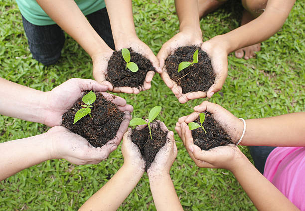 Hands holding sapling in soil surface Hands holding sapling in soil surface with green grass background. community vegetable garden stock pictures, royalty-free photos & images