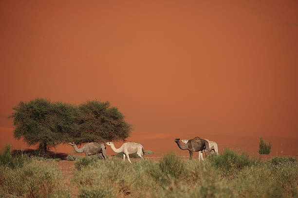 stadt in der sahara - in der stadt foto e immagini stock