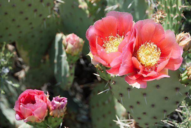 Green Cactus and Red Spring Blossoms near Harrisburg Utah
