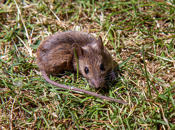 istock Close up of a house mouse on a lawn 484065290