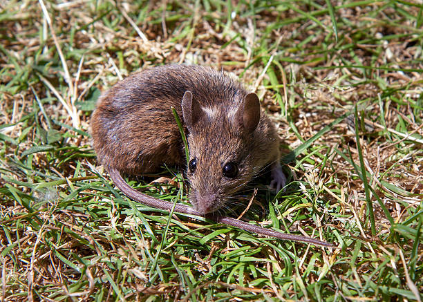 istock Close up of a house mouse on a lawn 484065294