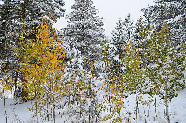 Autumn turns Aspen Trees gold in the snow stock photo