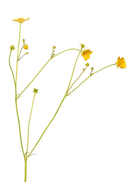 istock gold wild isolated buttercup flower 484066108