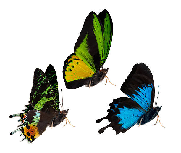 istock side view of three isolated butterflies 484066114