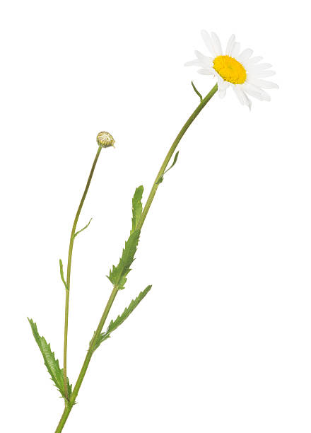 istock isolated white chamomile with bud and bloom 484066118
