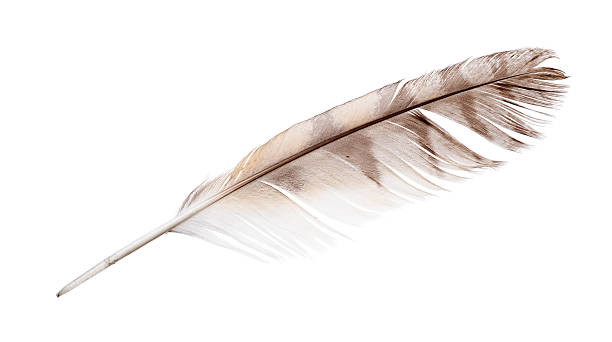 isolé sur blanc plumes panachées de falcon - eagle feather photos et images de collection