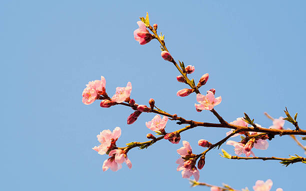 istock Spring flowers series, pink peach blossoming 484066457