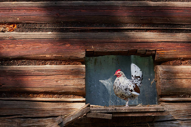 istock Chicken on traditional free range poultry farm 484067038