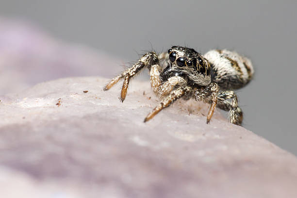 The Jumping Spider Portrait of a Jumping Spider (Salticus scenicus) jumping spider photos stock pictures, royalty-free photos & images