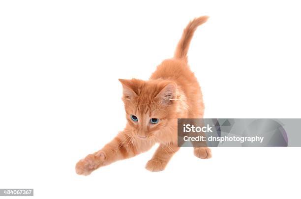Orange Tabby Playing Stock Photo - Download Image Now - Animal, Animal Hair, Animal Whisker